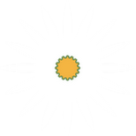 fleur de type marguerite